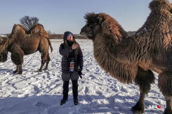 Фотокорреспондент Евгений Вдовин знакомится с верблюдом Машей Фотокорреспондент Евгений Вдовин знакомится с верблюдом Машей