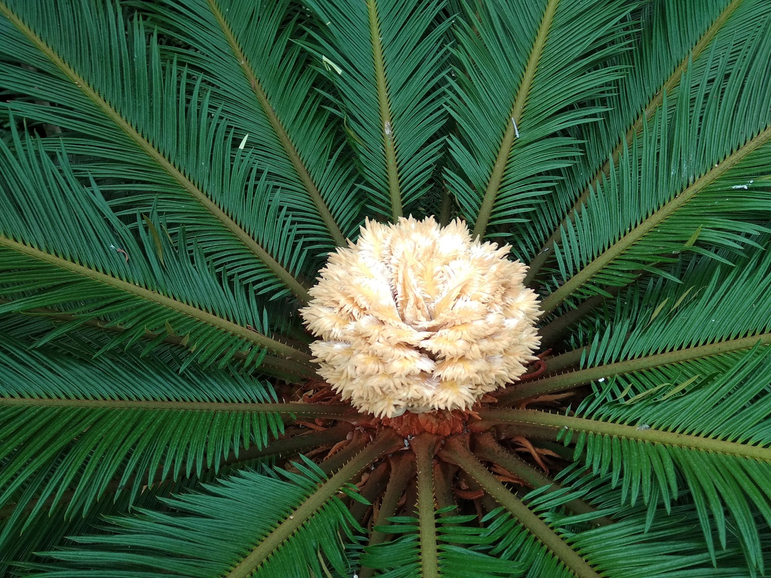 В Ботаническом саду на столетней «пальме» выросла огромная шишка