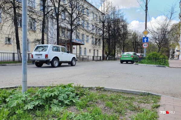 Борщевик растет даже на центральных улицах Ярославля Борщевик растет даже на центральных улицах Ярославля