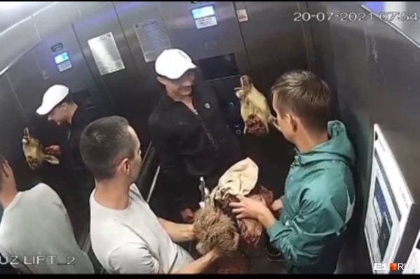 Парней с головой косули сняла камера наблюдения в лифте Парней с головой косули сняла камера наблюдения в лифте