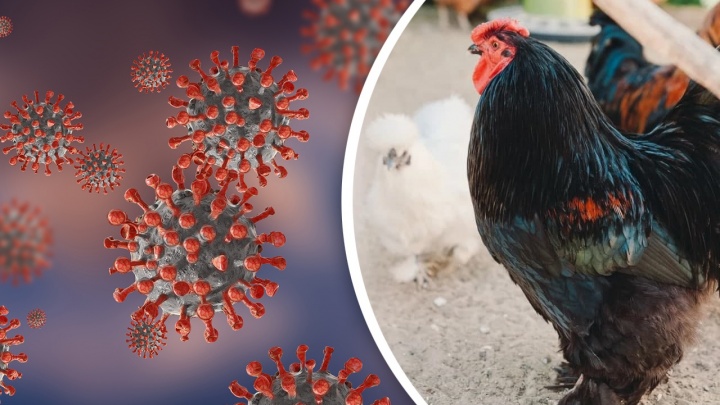Из-за смертельной болезни птиц в Тюменской области ввели новые ограничения