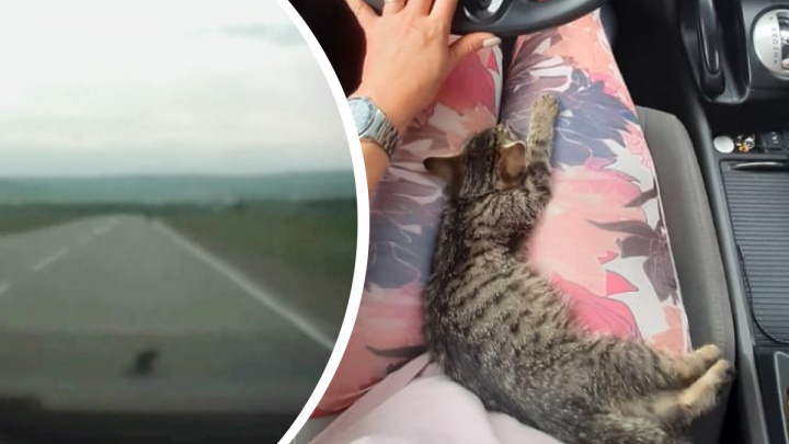 «Вышел прямо нам под колеса»: екатеринбуржцы посреди трассы спасли маленького котенка. Видео