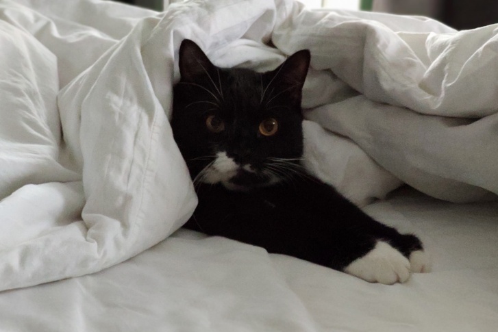 Зачем так холодно? Котик осуждает Зачем так холодно? Котик осуждает