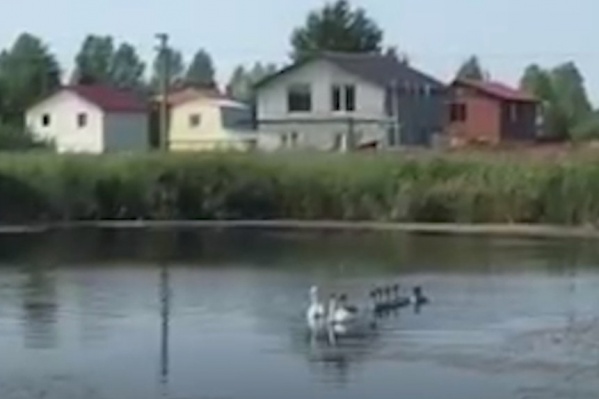 Лебеди не первый год живут на пруду в Сосновском районе. Недавно на одну из птиц напали собаки Лебеди не первый год живут на пруду в Сосновском районе. Недавно на одну из птиц напали собаки