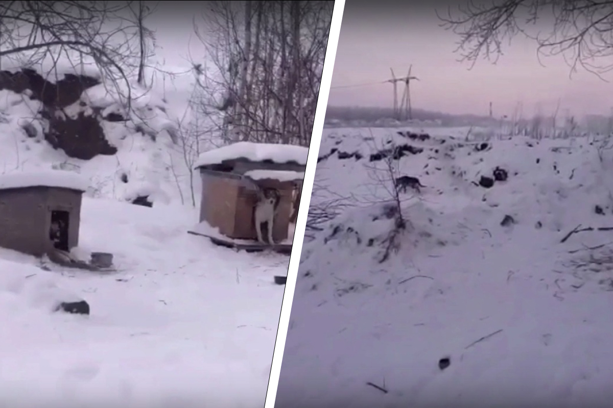 Под Новосибирском заявили о массовом отравлении собак — пострадали как бездомные животные, так и породистые