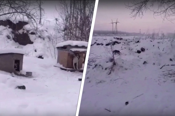 Первых умерших собак нашли 14 января Первых умерших собак нашли 14 января