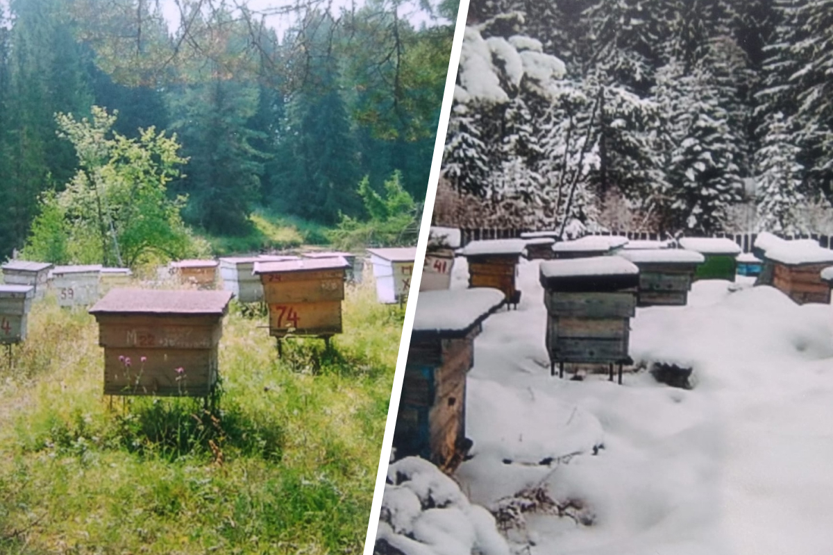 На зиму ульи можно занести в помещение или оставить на улице. Но в первом случае пчелы лучше переживут холода