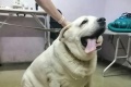 Собачья жизнь: в Челябинске помогли похудеть знаменитому лабрадору, которого хозяйка хотела усыпить из-за ожирения