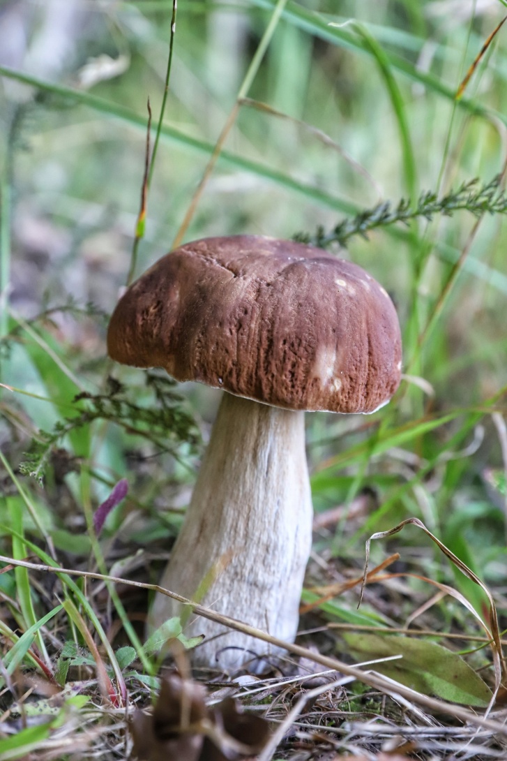 При сушке у белых грибов появляется приятный, ярко выраженный аромат