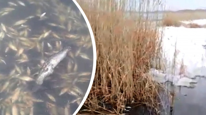 «Вонь тухлятины стоит»: на популярном озере в Челябинской области массово всплыла дохлая рыба