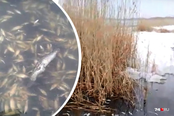 Дохлая рыба всплыла в водоеме в Сосновском районе