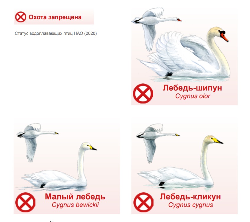 Охота, как видите, запрещена на разных лебедей, не только на малого