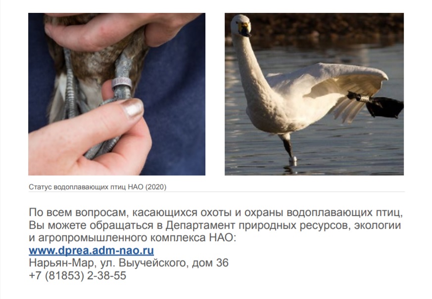 Если вам попалась окольцованная или меченая птица, сообщите по адресу: Центр кольцевания птиц, Москва, 117312 или по электронной почте <nobr class="_">bird.ring.rus@gmail.com</nobr>
