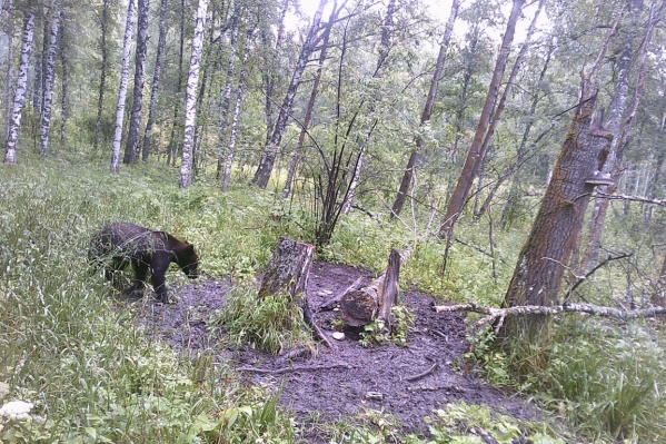 Животное также попало на камеру видеофиксации Животное также попало на камеру видеофиксации