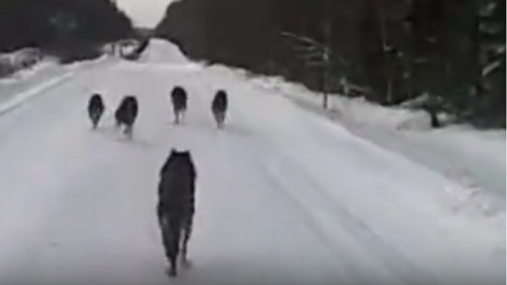 «Зачем так жестко»: северяне обсуждают видео, в котором водитель едет на волков и смеется