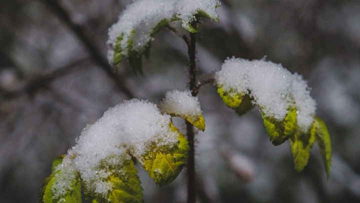 Когда в Перми в 2022 году выпадет первый снег? Спрашиваем у эксперта и сравниваем прогнозы онлайн