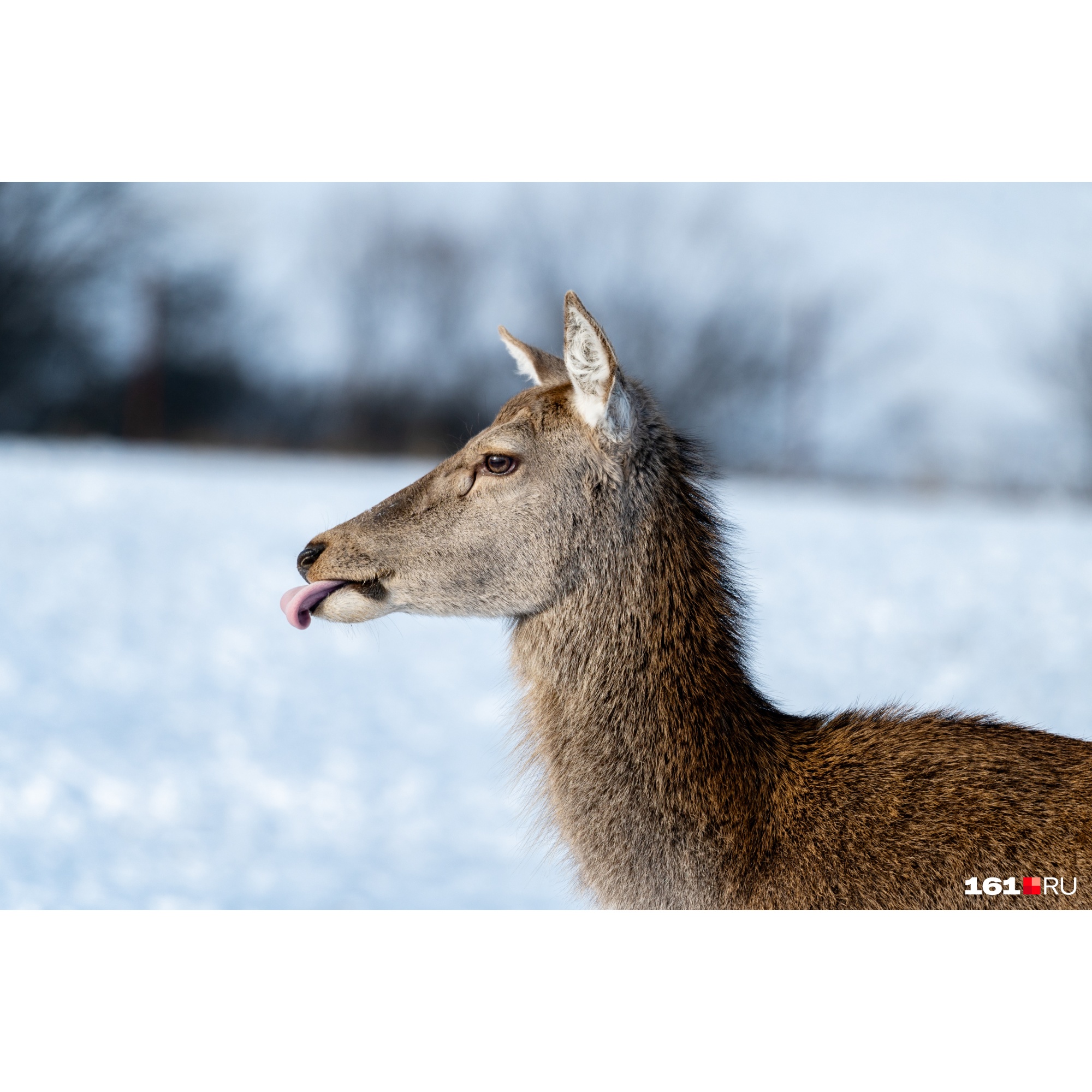 Мама олененка с фотографии ниже дразнится Мама олененка с фотографии ниже дразнится