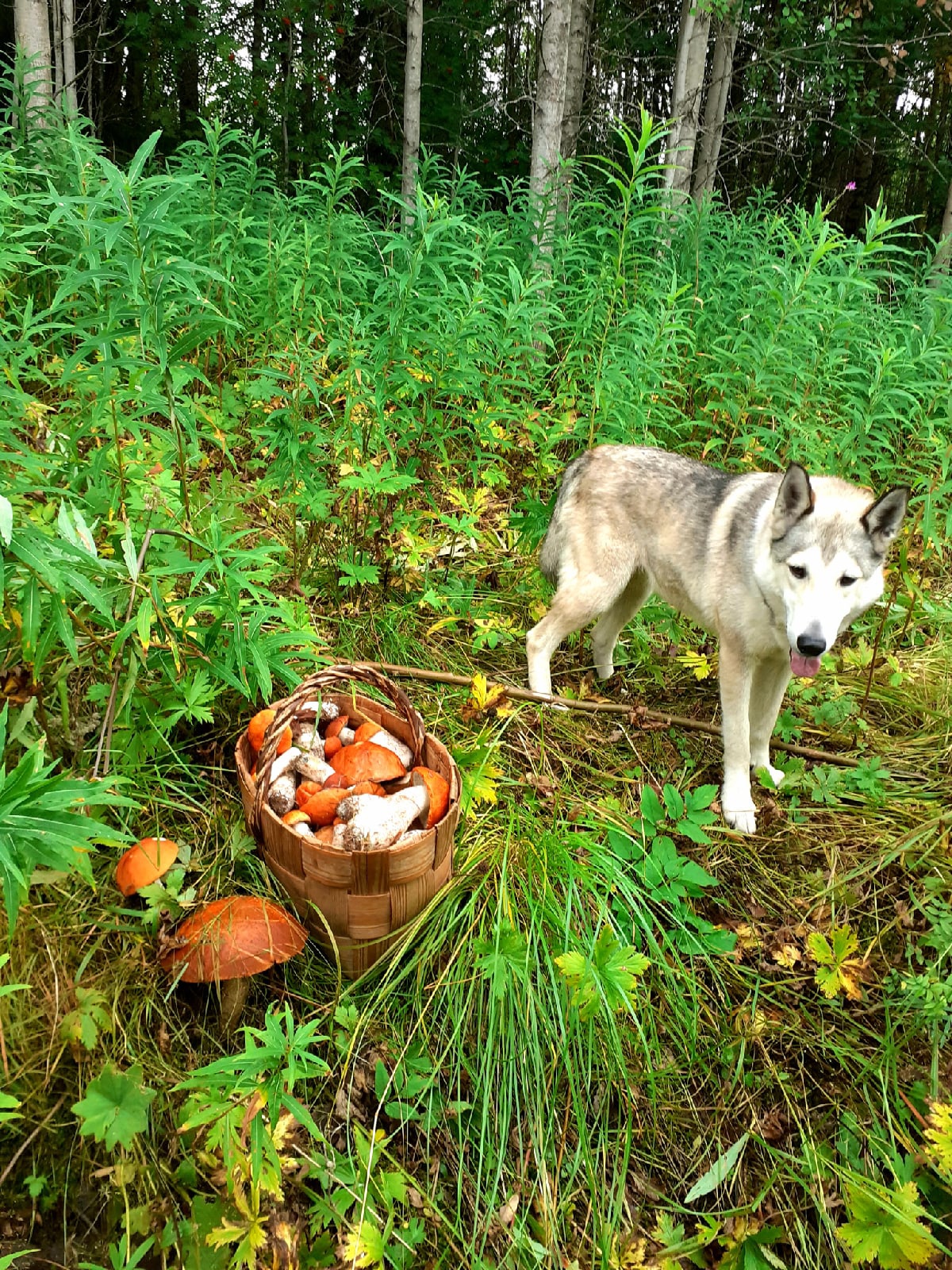 Еще один кадр — с красноголовиками. Александр и его симпатичная компаньонка Айда собирают грибы в Холмогорском районе