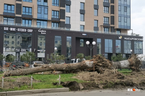 Тополя стояли здесь десятки лет Тополя стояли здесь десятки лет
