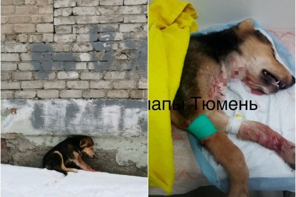 Собаку не удалось спасти. Рана была слишком большой Собаку не удалось спасти. Рана была слишком большой
