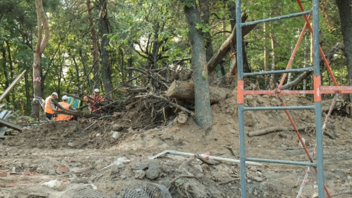 Поврежденные деревья в парке «Швейцария» пообещали вылечить