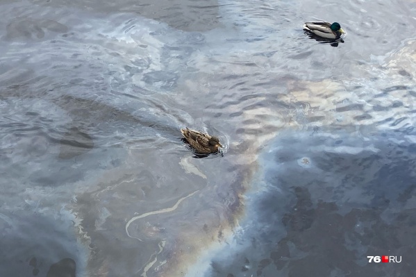 Уткам приходится находиться в грязной воде Уткам приходится находиться в грязной воде
