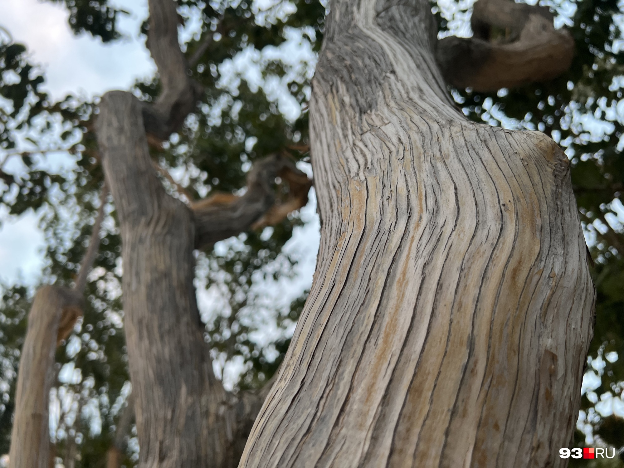 Кора дерева на том же «Самсунге» получалась менее четкой и фактурной