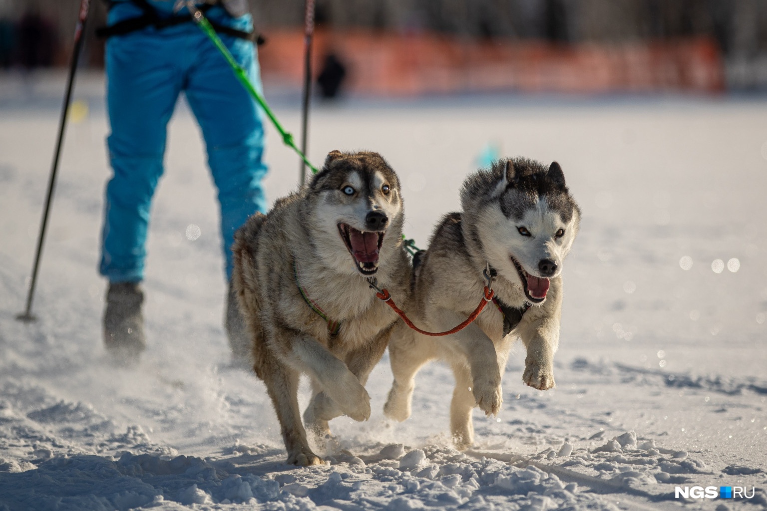 Милые морды: показываем лучшие фотографии замерзших собак с заезда в Новосибирске