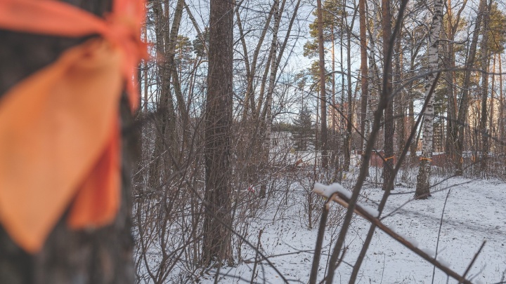 «Нужно провести экологическую экспертизу»: Дмитрий Махонин высказался о строительстве в Черняевском лесу