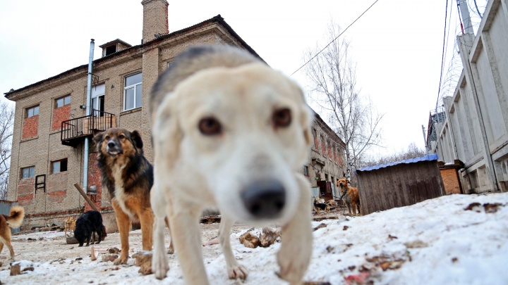 В Башкирии предлагают создать заповедники для бродячих собак