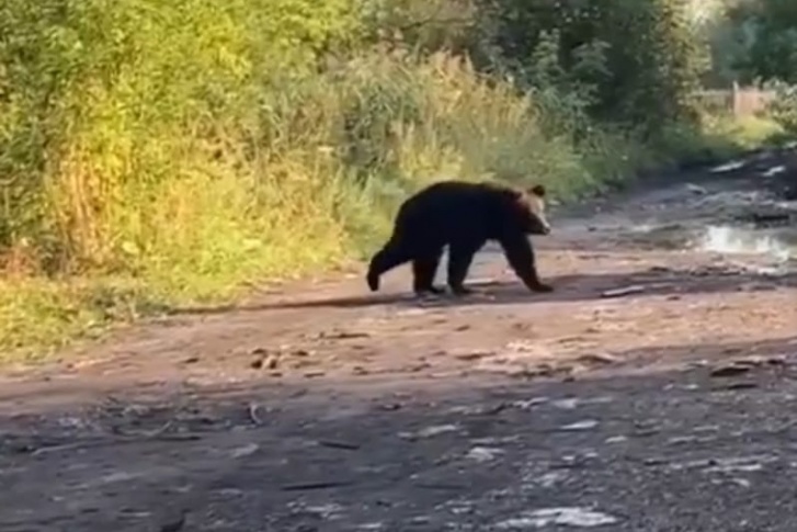 Медведь бродил по территории около мусорных баков