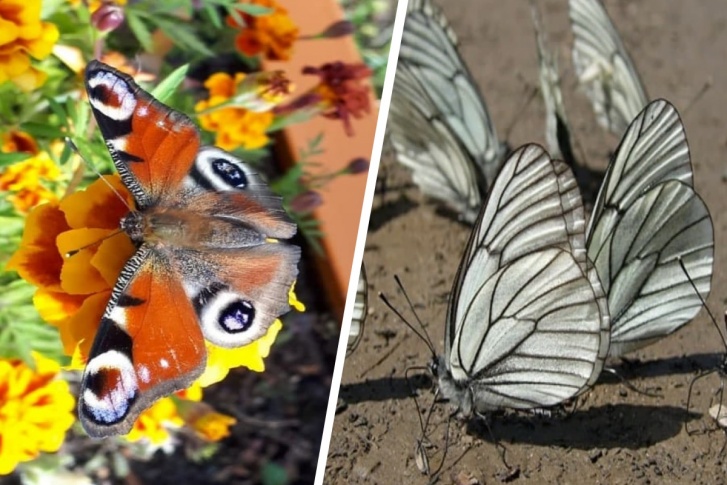 Бабочки, обитающие в Югре