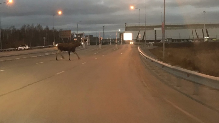Екатеринбуржцы сняли на видео лося, бегающего по Кольцовскому тракту