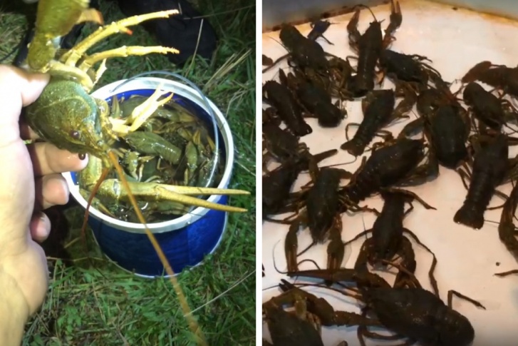 Озеро с раками рыбаки нашли случайно Озеро с раками рыбаки нашли случайно