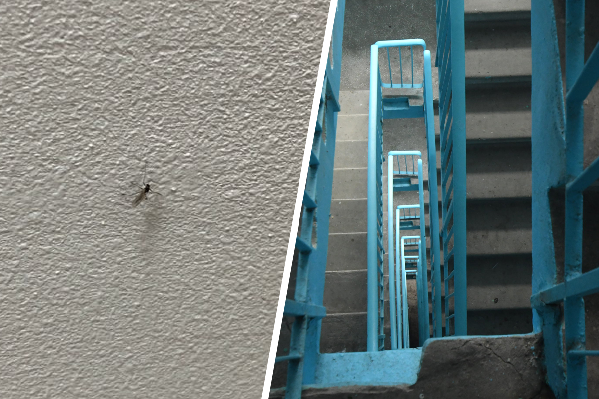 Откуда в октябре в квартирах комары? Ученый рассказал, как насекомые попали в дома екатеринбуржцев