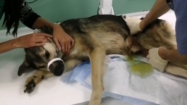 В Екатеринбурге спасают пса, которому пуля перебила позвоночник