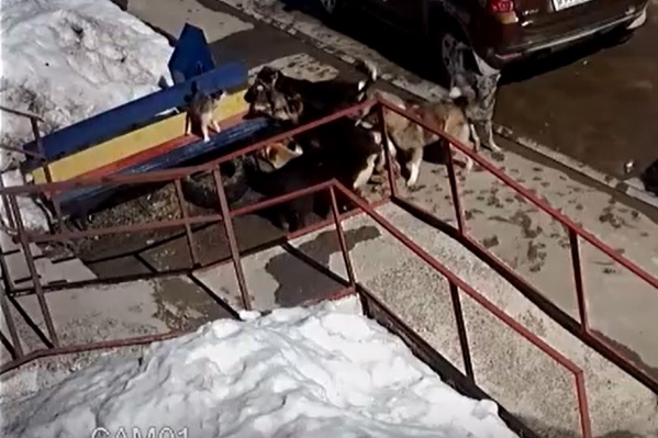 Отважный котик и стая собак Отважный котик и стая собак 