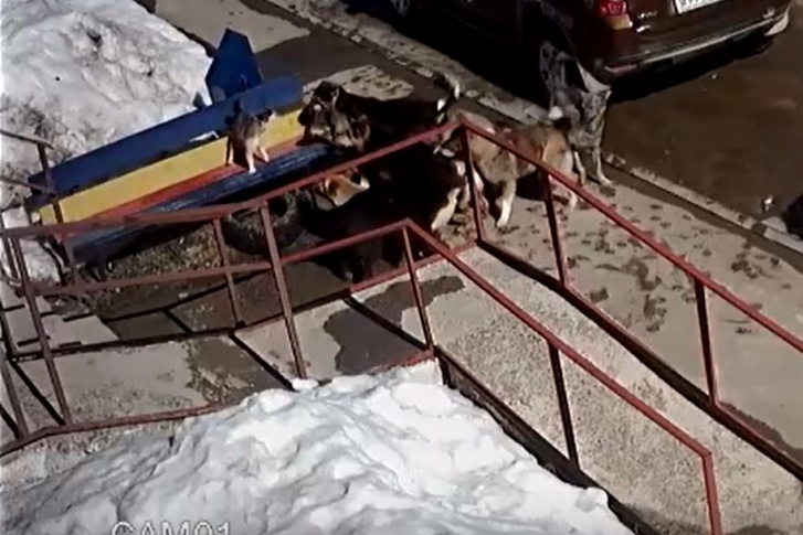 Отважный котик и стая собак Отважный котик и стая собак
