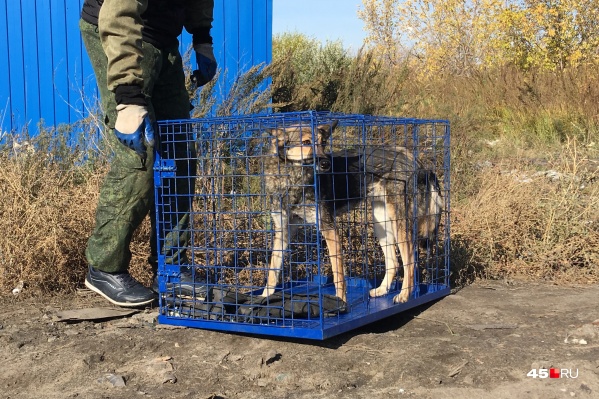 По примерным подсчетам властей, в Кургане в 2019 году насчитывалось от одной до полутора тысяч безнадзорных собак По примерным подсчетам властей, в Кургане в 2019 году насчитывалось от одной до полутора тысяч безнадзорных собак