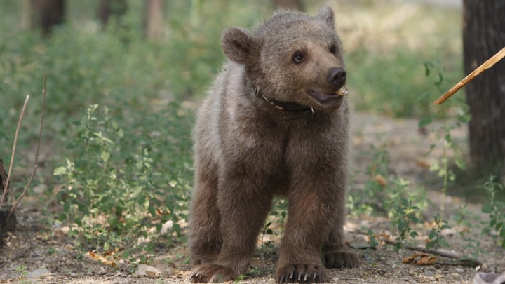 В Югре медвежонок вышел на прогулку вдоль трассы. Смотрите видео