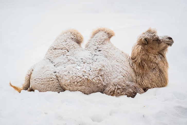 Верблюды уже привыкли к сибирским морозам и пушистому снегу 