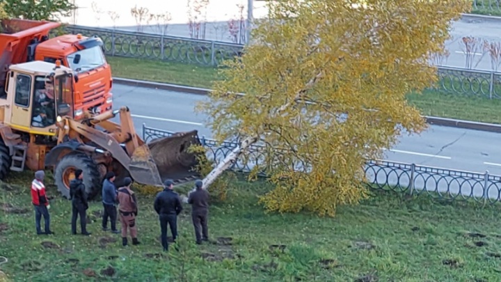 В Нижневартовске жители пытаются остановить строительство парковки, от которого уже пострадали многолетние березы