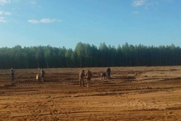 Сеянцы сосны <a href="https://29.ru/text/ecology/2021/06/03/69949442/" class="_" target="_blank">завезли на Шиес 4 июня</a> Сеянцы сосны <a href="https://29.ru/text/ecology/2021/06/03/69949442/" class="_" target="_blank">завезли на Шиес 4 июня</a>