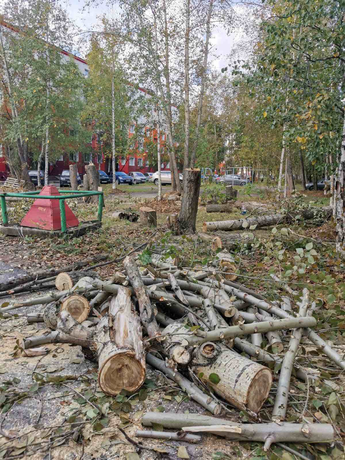 Жители дома по проспекту Ленина, 65 не давали согласие на вырубку деревьев