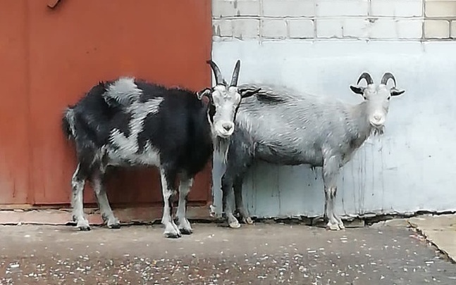 «Уставшие и испуганные»: в Ярославле по городу разгуливают козы. Фото