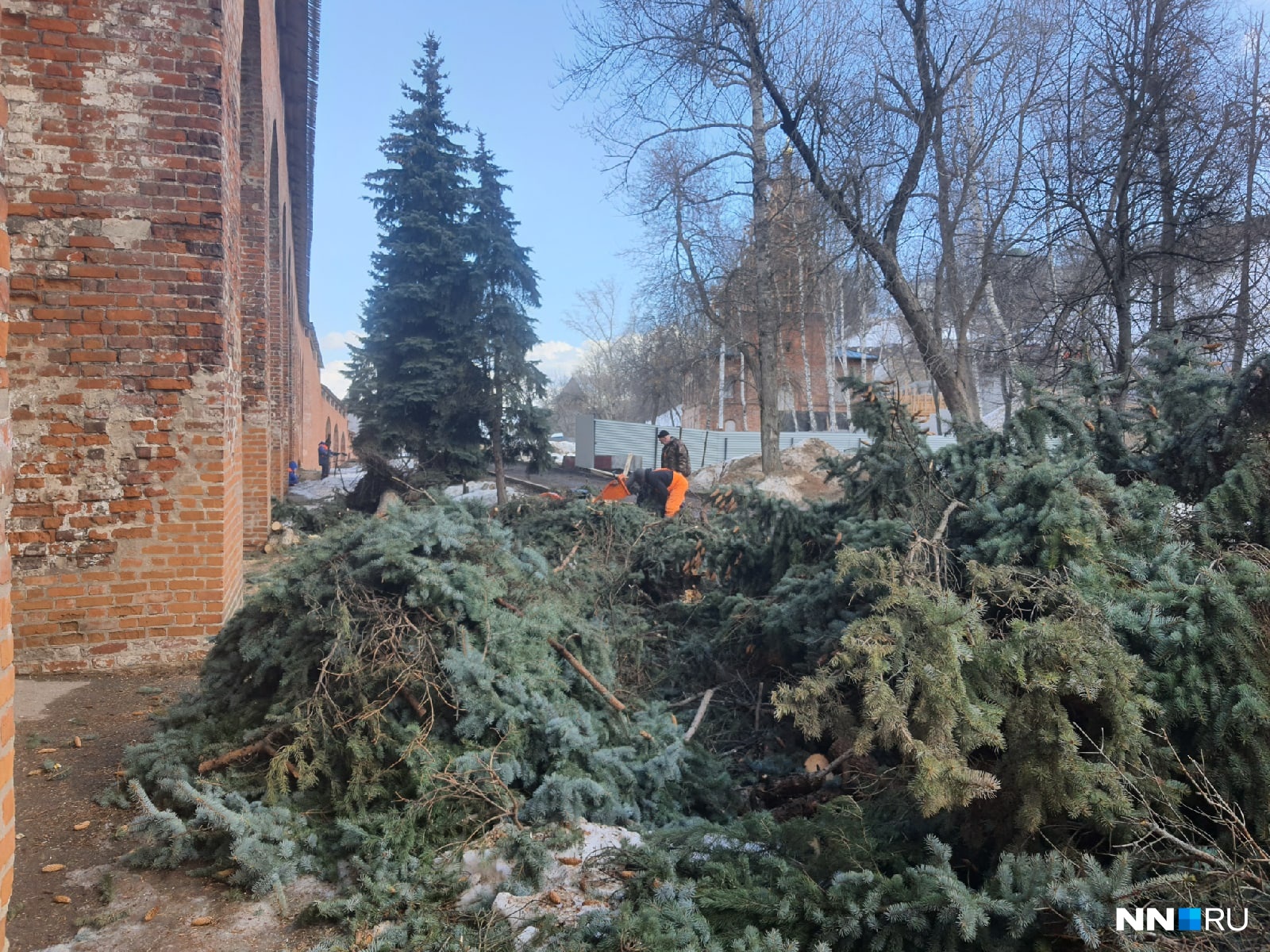 Рабочие спиливают все ели правее Ивановской башни