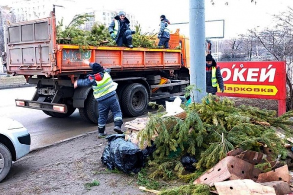 На улице Малиновского оказались три стихийные хвойные свалки На улице Малиновского оказались три стихийные хвойные свалки