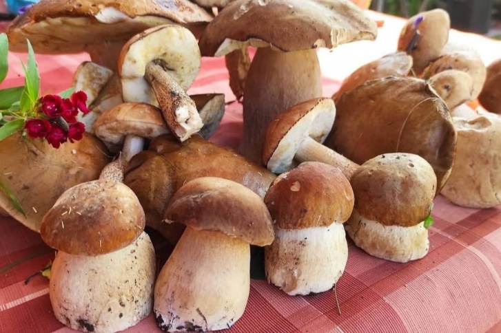 Такие грибы нашли в Мошковском районе