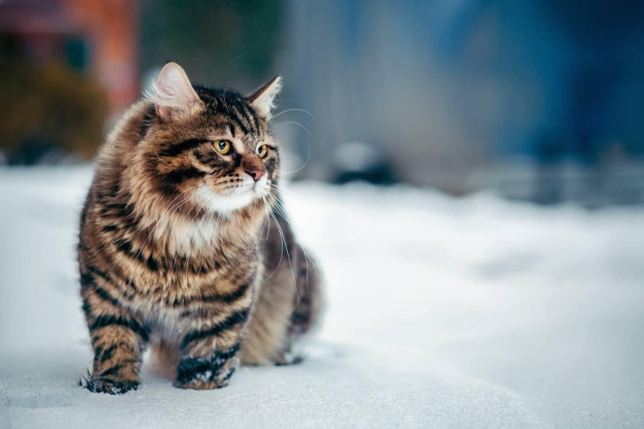 Сибирских котиков обожают за границей