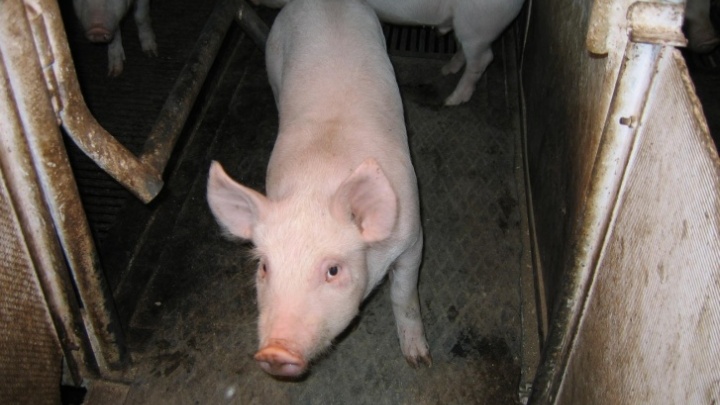 В Башкирии из-за африканской чумы свиней отстреляют диких кабанов